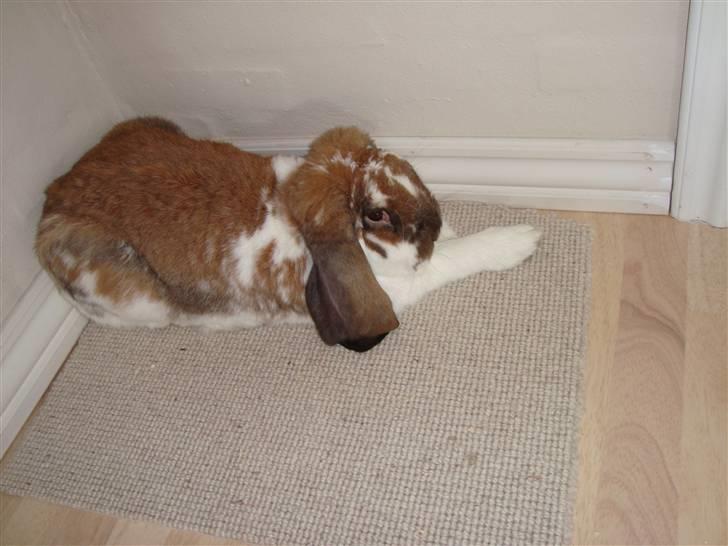 Kanin Fransk vædder Dumbo - Det lange ben foran.. billede 12