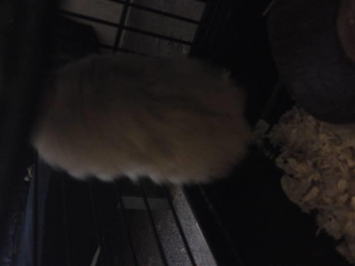 Hamster smukke billede 1