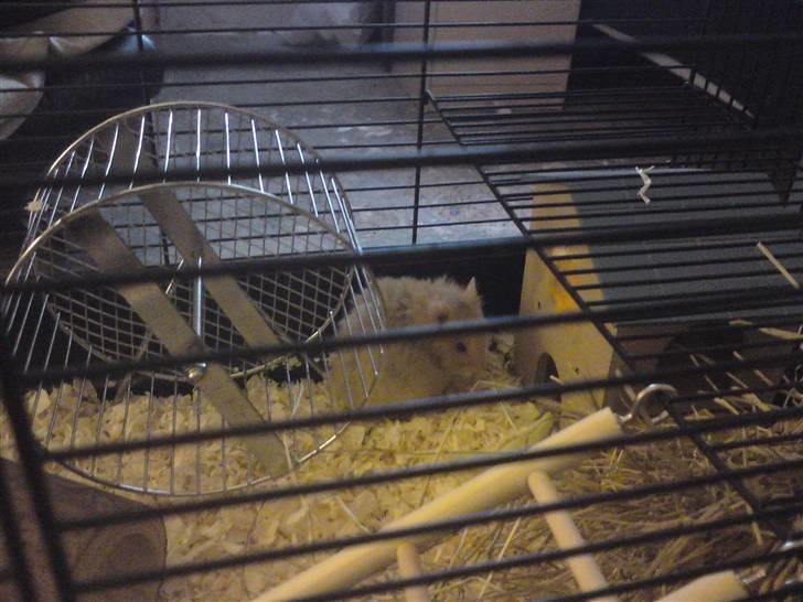 Hamster smukke billede 3