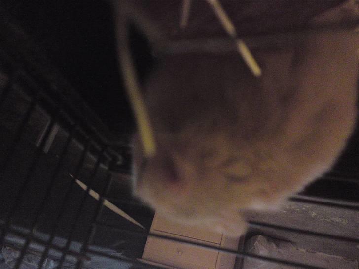 Hamster smukke billede 4