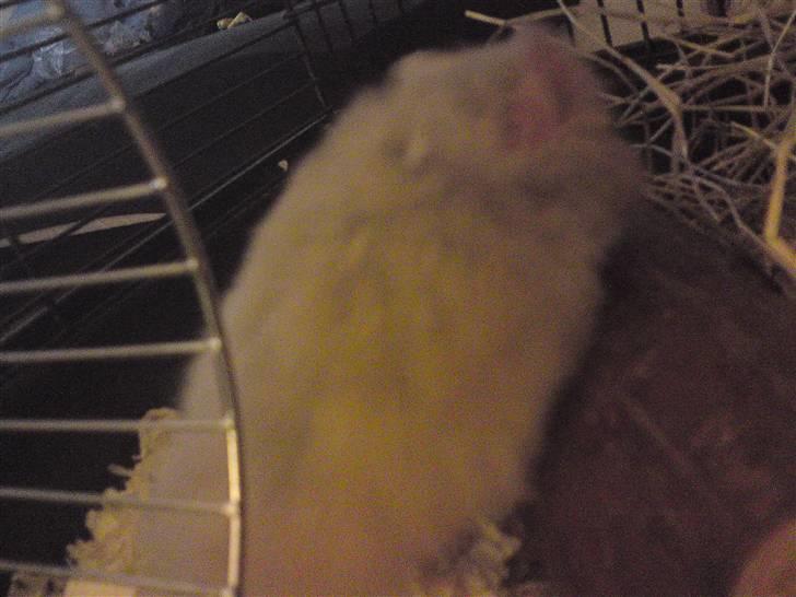Hamster smukke billede 5