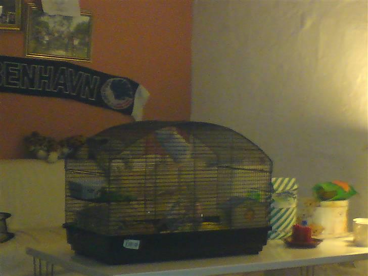 Hamster smukke billede 6