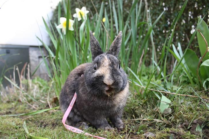 Kanin Lucky R.I.P 21/10-12 - Mr. Charming :b billede 8