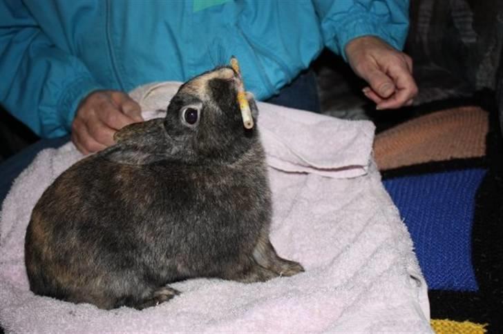 Kanin Lucky R.I.P 21/10-12 - Han elsker at gnave og lege med pinde :D han går totalt agurk :b billede 9