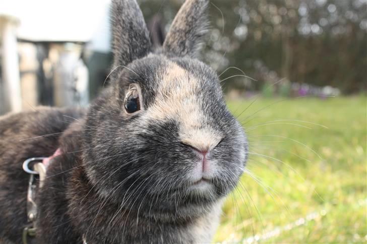 Kanin Lucky R.I.P 21/10-12 billede 10