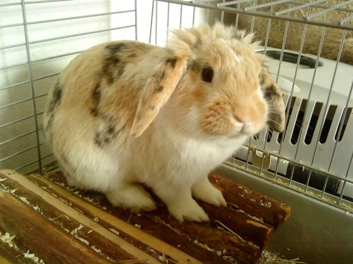 Kanin Numse (R.I.P min elskede dreng)  billede 6