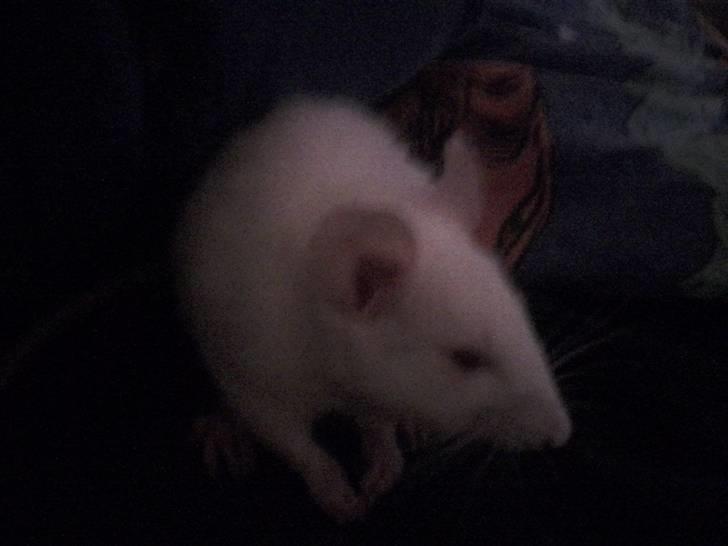 Tamrotte Sofus RIP billede 1