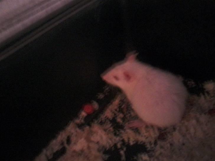 Tamrotte Sofus RIP billede 3