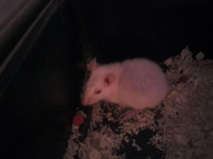 Tamrotte Sofus RIP billede 4