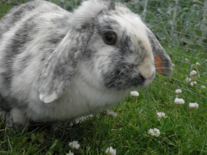 Kanin Hannibal R.I.P billede 12