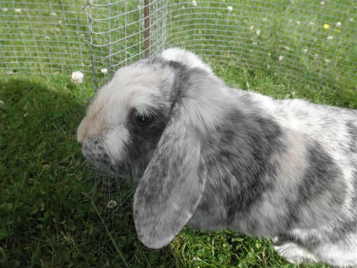 Kanin Hannibal R.I.P billede 13