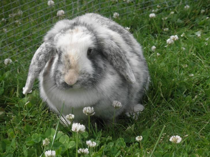 Kanin Hannibal R.I.P billede 15
