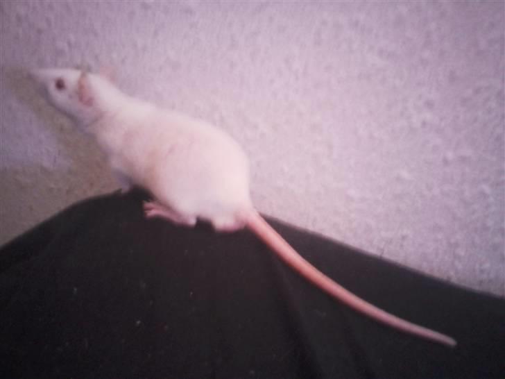 Tamrotte Sofus RIP billede 6