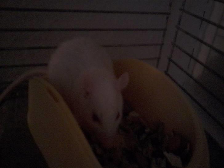 Tamrotte Sofus RIP billede 7