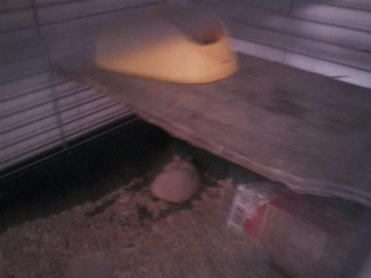 Tamrotte Sofus RIP - shh..Sofus sover :P billede 9