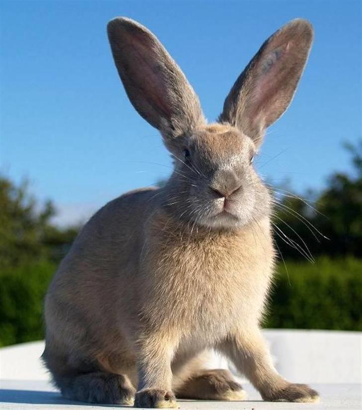 Kanin Beders Layla billede 1