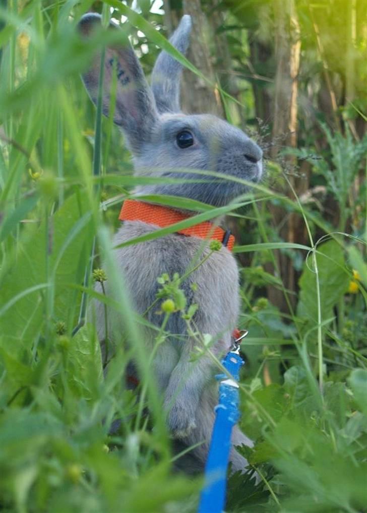 Kanin Beders Layla billede 2