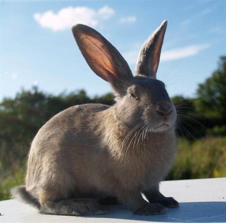 Kanin Beders Layla billede 3