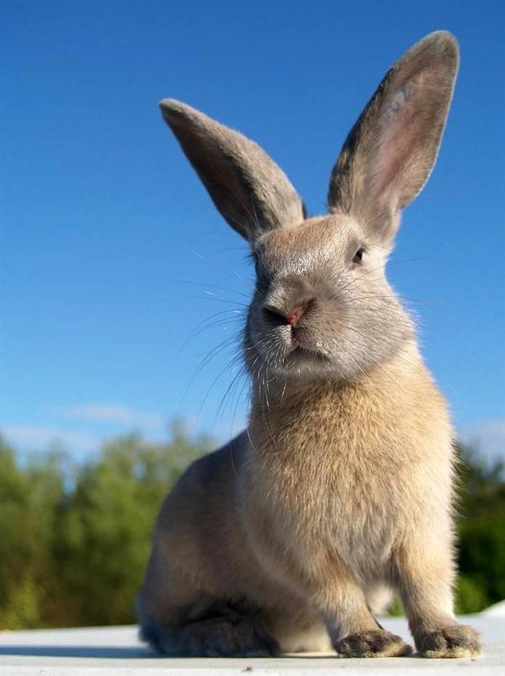 Kanin Beders Layla billede 4