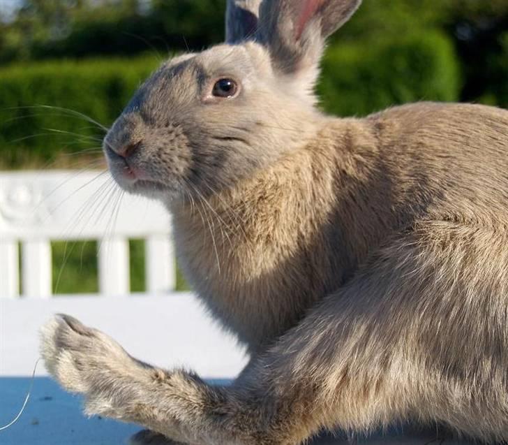 Kanin Beders Layla billede 5