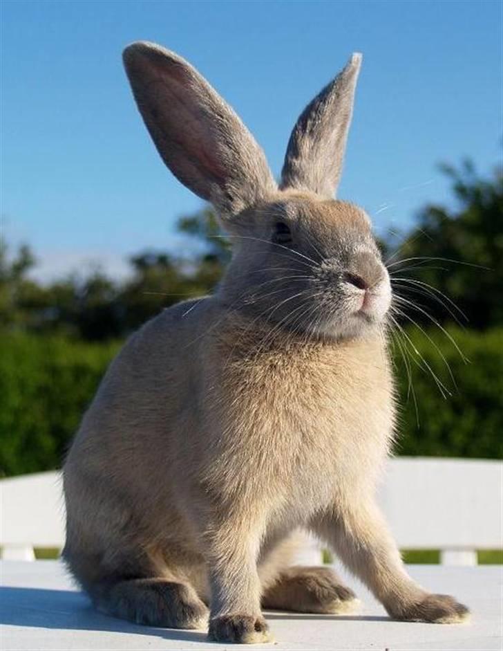 Kanin Beders Layla billede 6