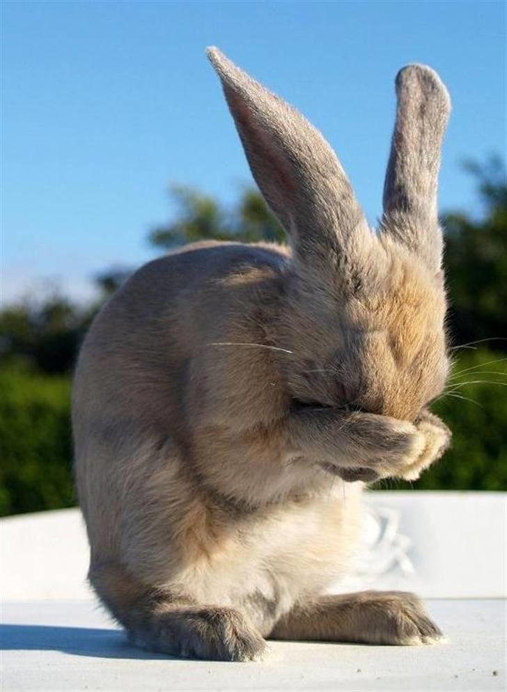 Kanin Beders Layla billede 7