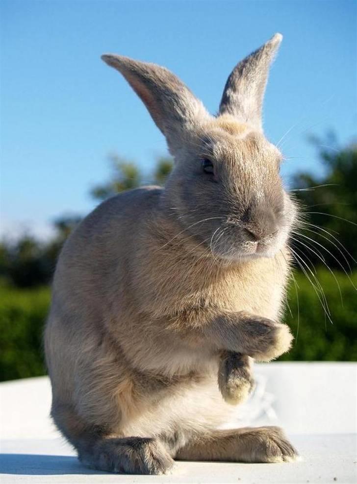 Kanin Beders Layla billede 8