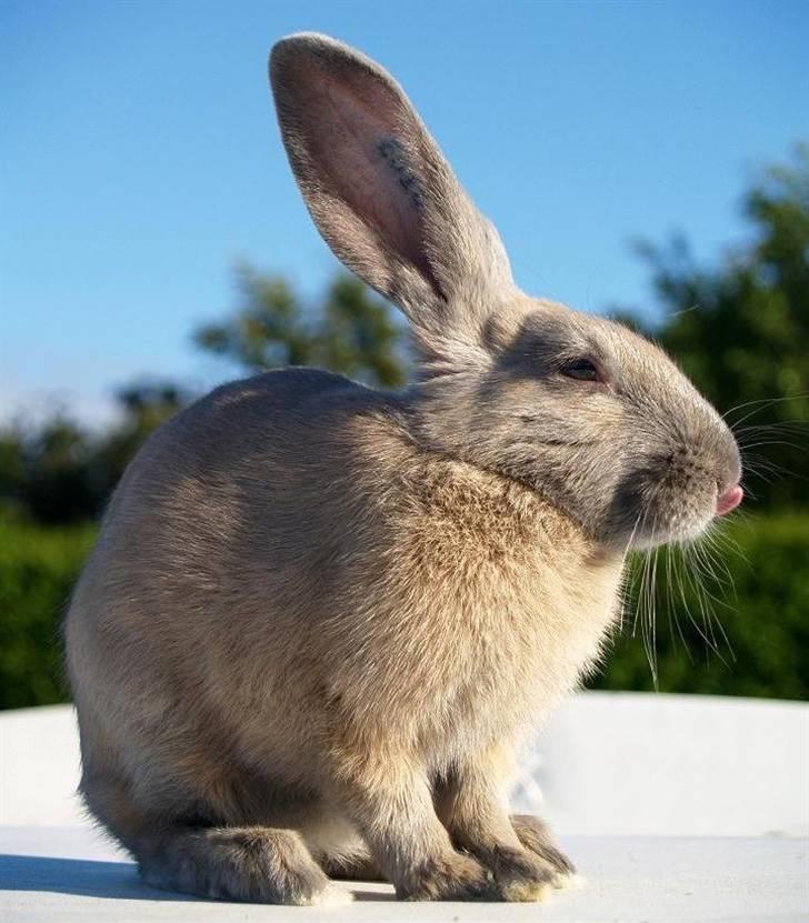 Kanin Beders Layla billede 9