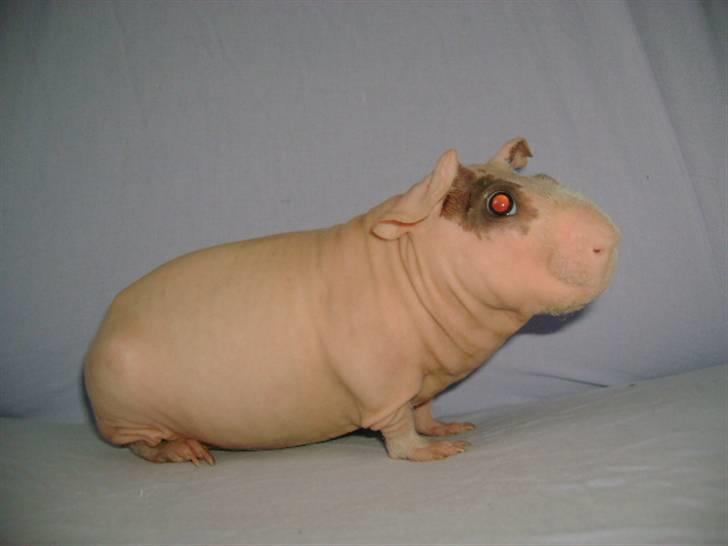 Marsvin Oops Överste Filip billede 1