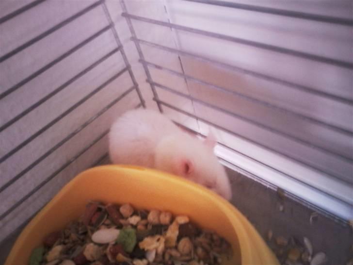 Tamrotte Sofus RIP billede 10