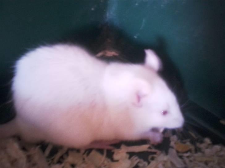 Tamrotte Sofus RIP billede 11