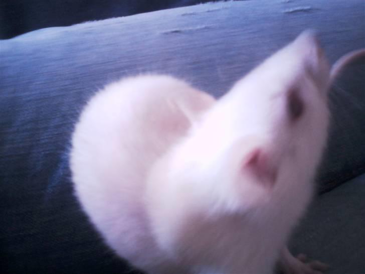 Tamrotte Sofus RIP billede 12