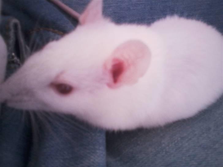 Tamrotte Sofus RIP billede 13