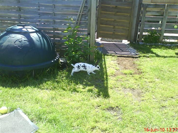 Kanin Ninkos (rex) - Hoppelopper! billede 8