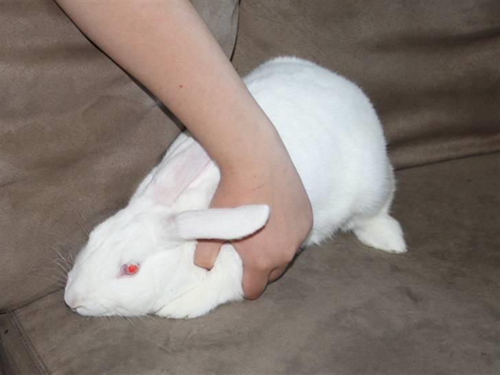 Kanin Snowball billede 1