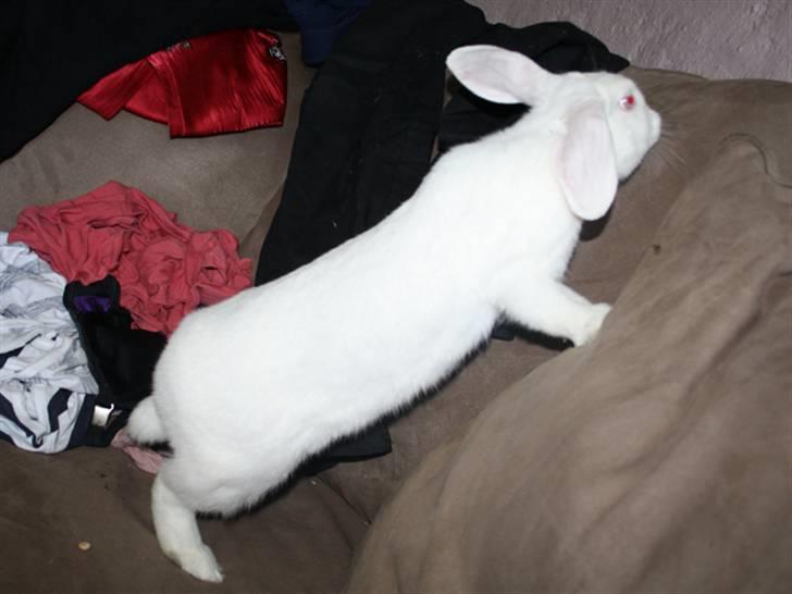 Kanin Snowball billede 2