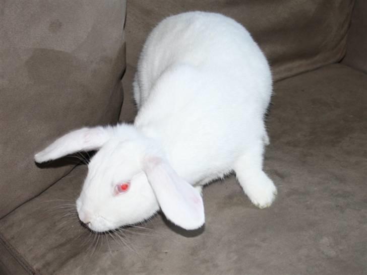 Kanin Snowball billede 4