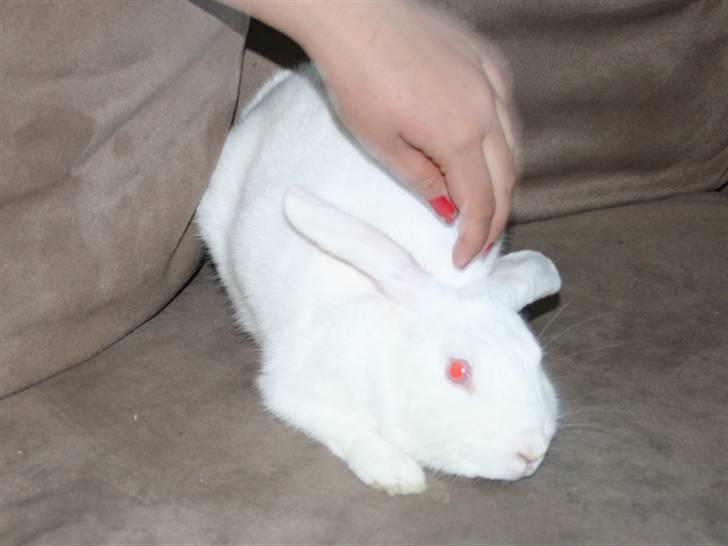 Kanin Snowball billede 5