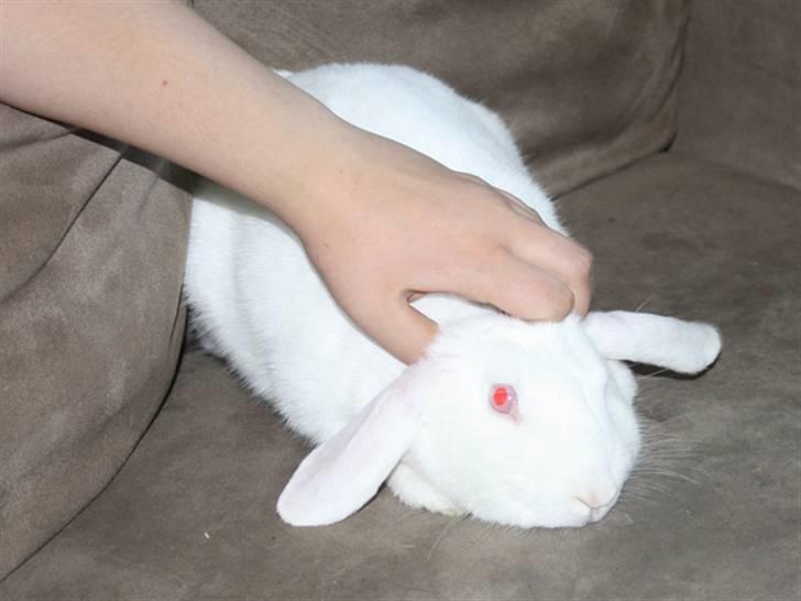 Kanin Snowball billede 6