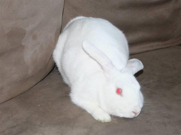 Kanin Snowball billede 7