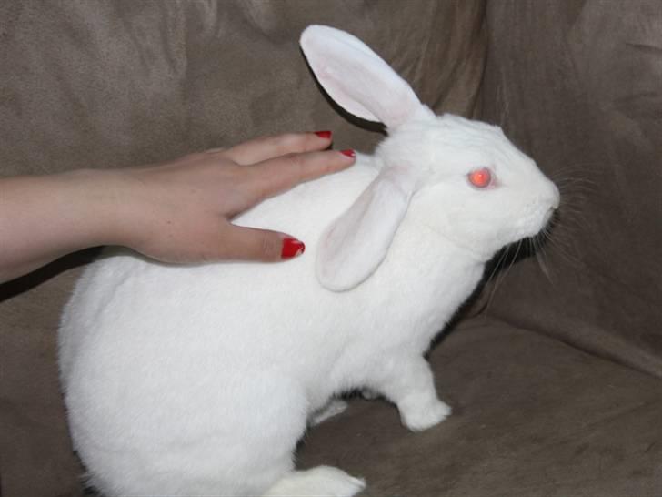 Kanin Snowball billede 8