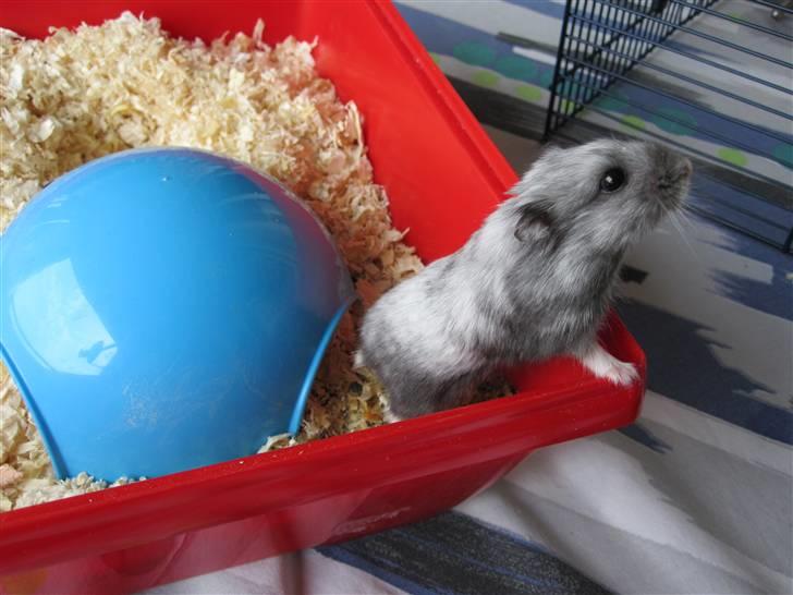 Dværghamster Hamze billede 1