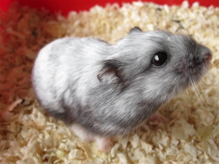 Dværghamster Hamze billede 2