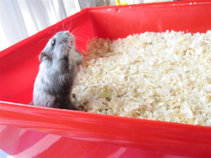 Dværghamster Hamze billede 3