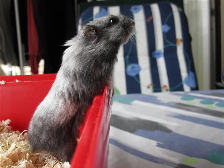 Dværghamster Hamze billede 4