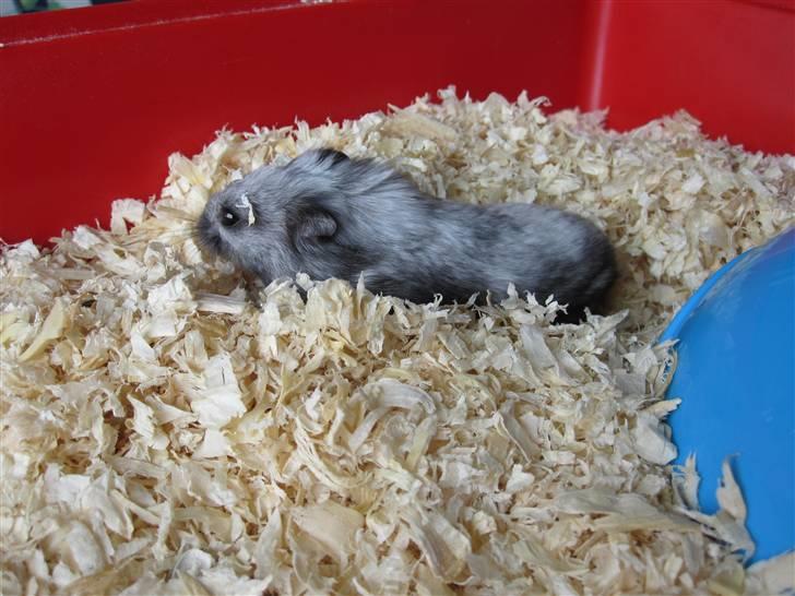 Dværghamster Hamze billede 5