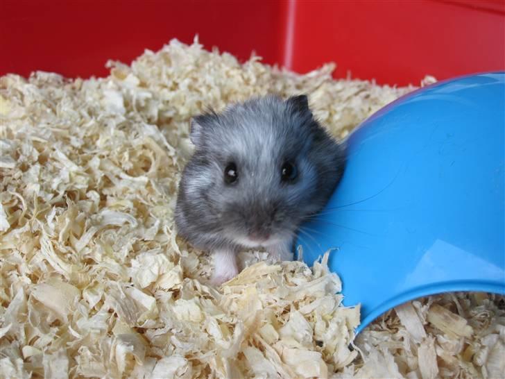Dværghamster Hamze billede 7