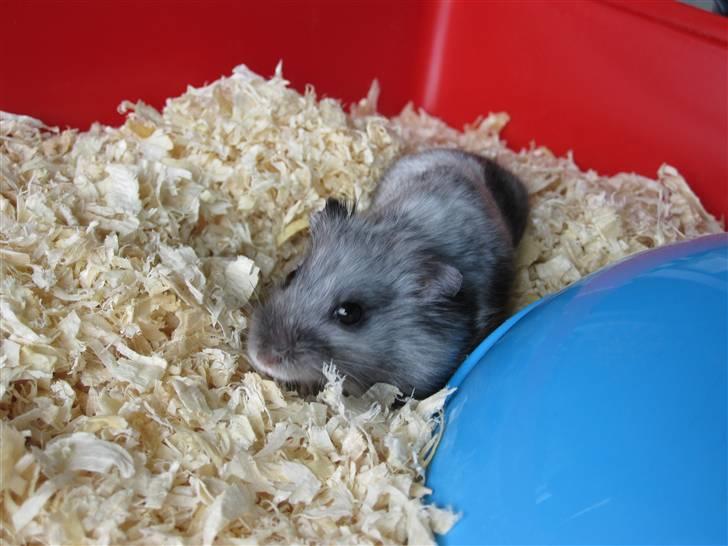 Dværghamster Hamze billede 8