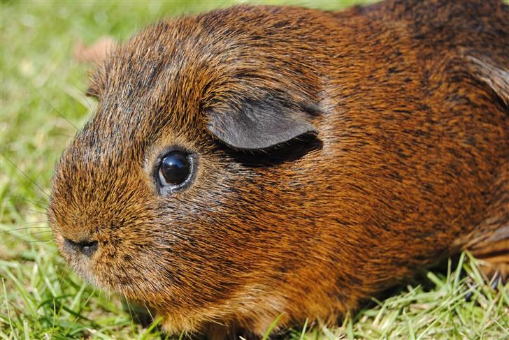 Marsvin Smily's Vaks billede 1