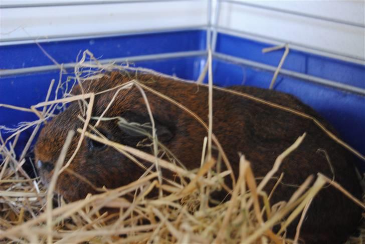 Marsvin Smily's Vaks - Vaks bliv vækket i hans skønhedssøvn billede 2